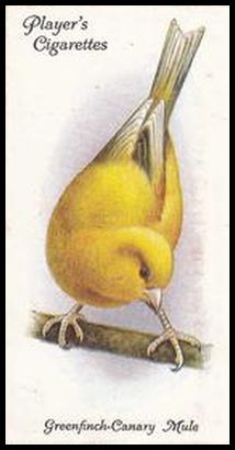 16 Greenfinch Canary Mule (light)